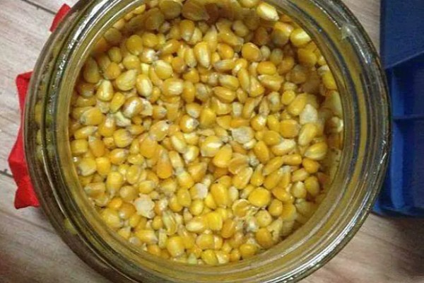 北方玉米最早种植时间，春玉米可在4月下旬至5月上旬播种