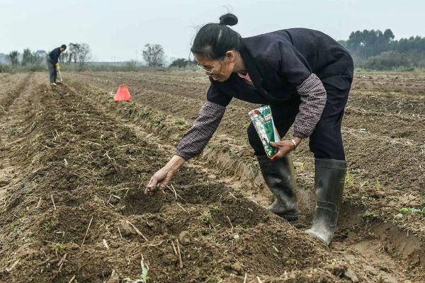 北方玉米最早种植时间，春玉米可在4月下旬至5月上旬播种