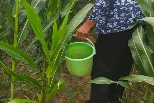 北方玉米最早种植时间，春玉米可在4月下旬至5月上旬播种