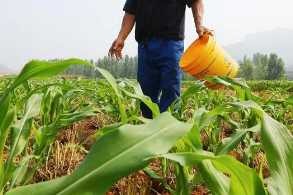 北方玉米最早种植时间，春玉米可在4月下旬至5月上旬播种