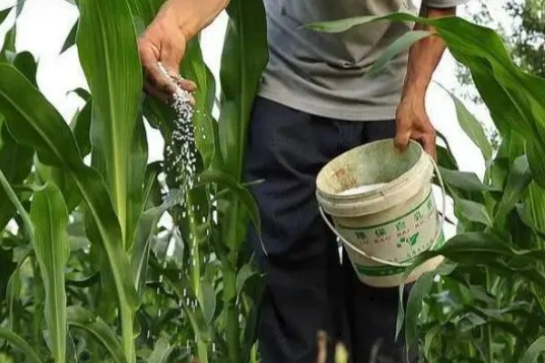 北方玉米最早种植时间，春玉米可在4月下旬至5月上旬播种