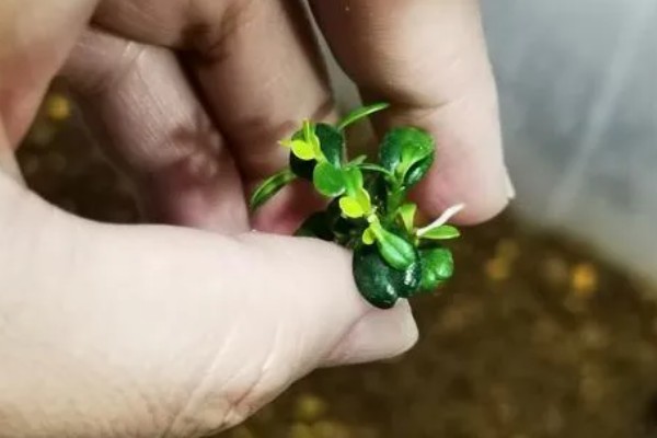 老枝黄杨怎么才能插活，4-6月扦插为佳