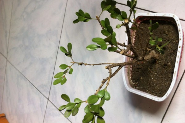 老枝黄杨怎么才能插活，4-6月扦插为佳