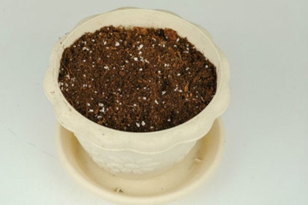 老枝黄杨怎么才能插活，4-6月扦插为佳