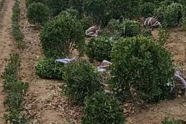 老枝黄杨怎么才能插活，4-6月扦插为佳