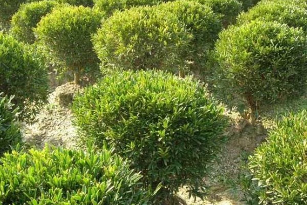 老枝黄杨怎么才能插活，4-6月扦插为佳