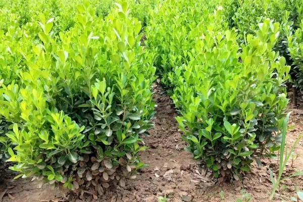 老枝黄杨怎么才能插活，4-6月扦插为佳