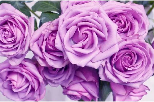 紫色玫瑰花的寓意，寓意真情浪漫、珍贵独特等