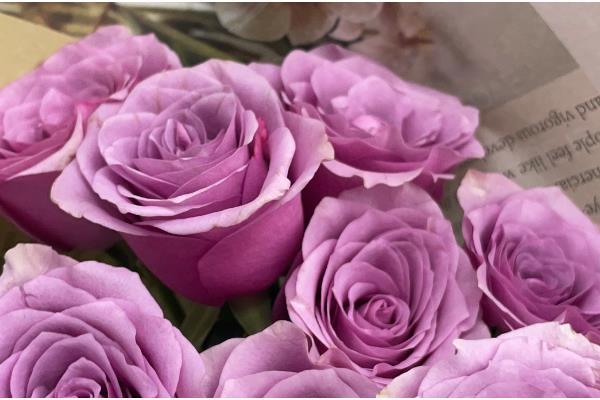 紫色玫瑰花的寓意，寓意真情浪漫、珍贵独特等