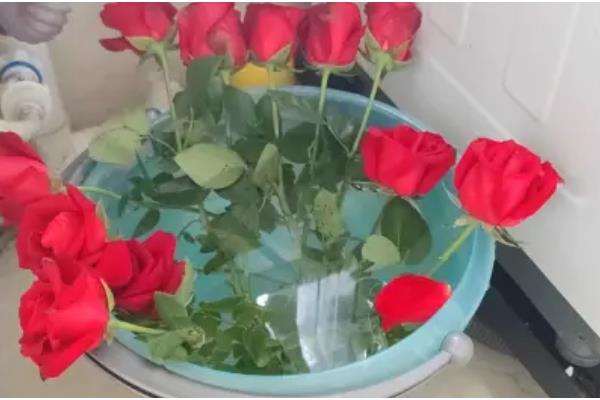 紫色玫瑰花的寓意，寓意真情浪漫、珍贵独特等