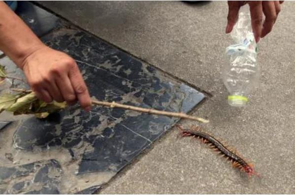 杀虫剂能不能灭杀蜈蚣，可灭杀蜈蚣、苍蝇、蛴螬等多种害虫