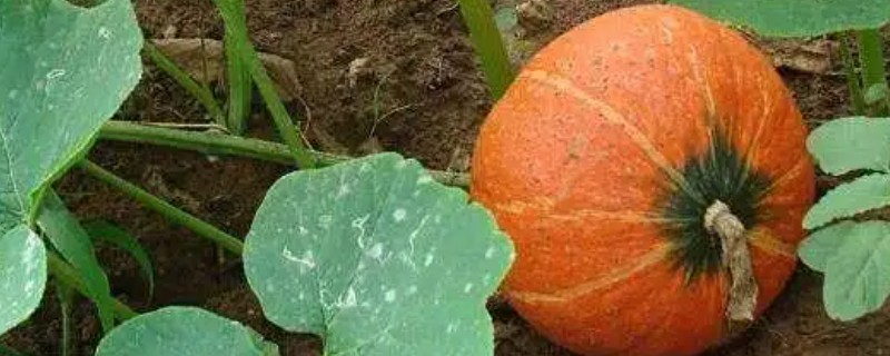 南瓜裂纹的症状，在瓜面上产生纵向、横向或斜向裂口