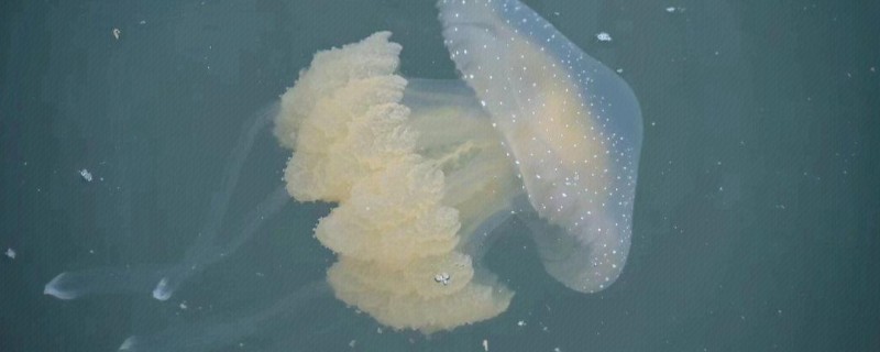 水母的腿有什么叫法，被称为触手
