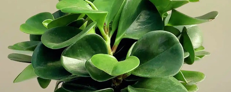 绿植能否除甲醛，可吸收有毒气体净化空气