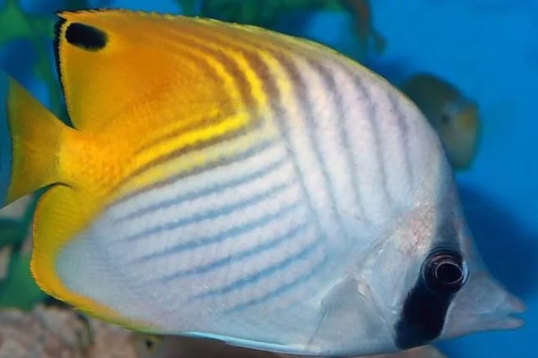 人字蝶鱼好不好养,饲养难度不大