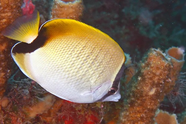 人字蝶鱼好不好养,饲养难度不大