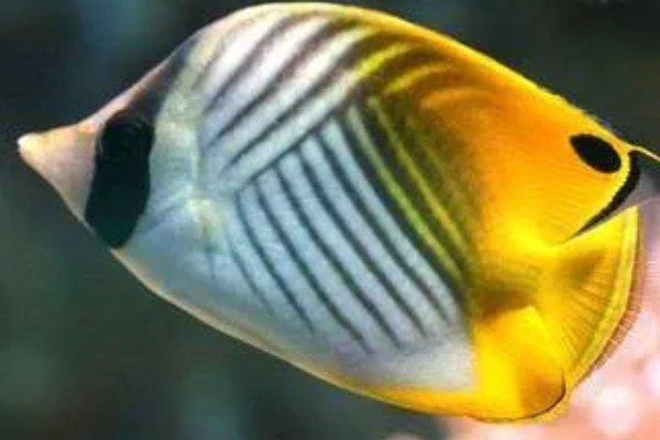 人字蝶鱼好不好养,饲养难度不大