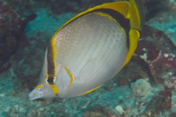 人字蝶鱼好不好养,饲养难度不大