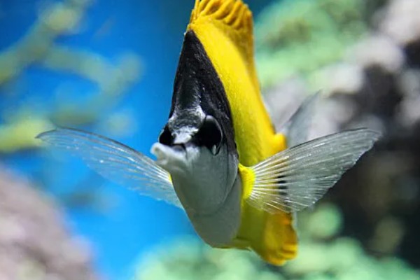 人字蝶鱼好不好养,饲养难度不大