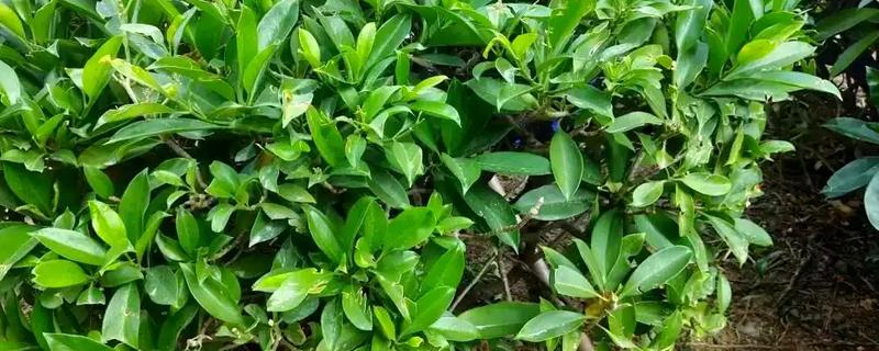 灰莉的根有没有毒，是没有任何毒性的