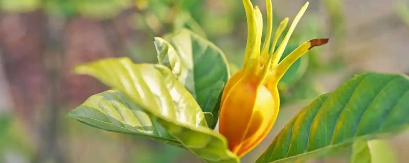 栀子花会不会结果，部分品种会结果