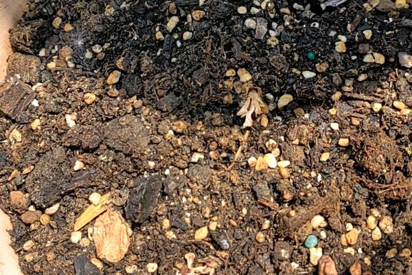 金枣与金桔有什么区别，二者是没什么区别的