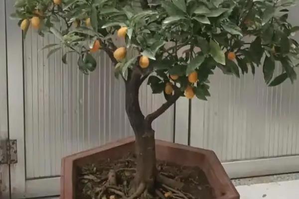 金枣与金桔有什么区别，二者是没什么区别的