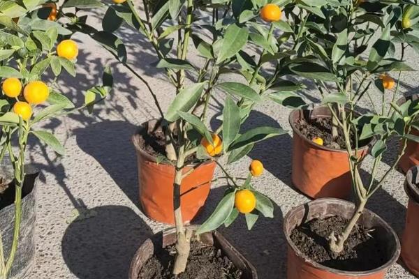 金枣与金桔有什么区别，二者是没什么区别的