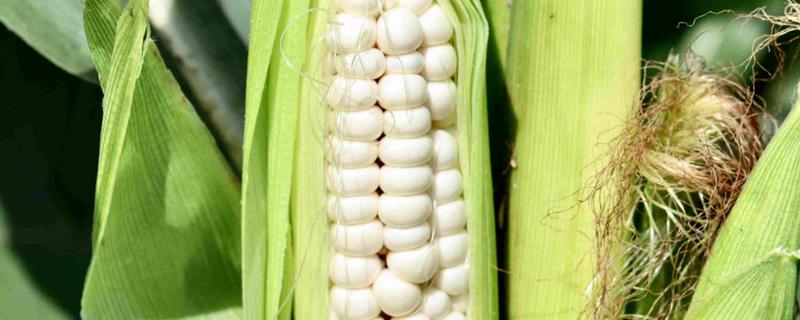 珍珠玉米和普通玉米的区别，产地、颜色、口感等方面都不同