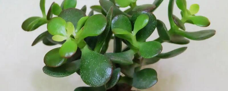 玉树花叶子发软的原因，是由于缺水所致