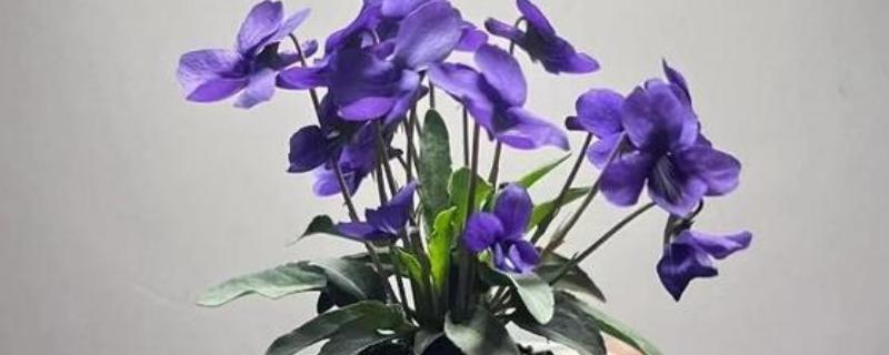 紫花地丁在阳台怎么养，要每隔3天给植株浇水一次