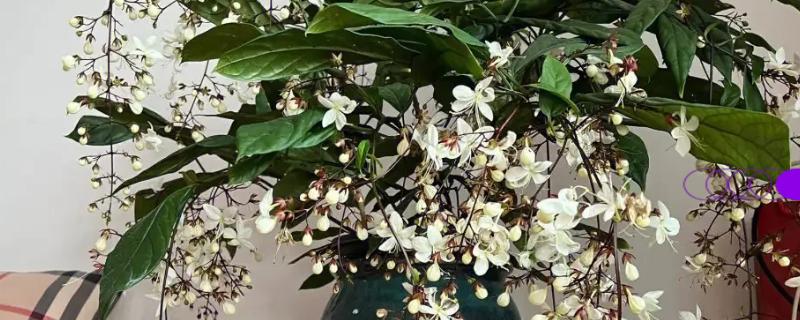 垂丝茉莉的叶子为何会发黑，可能是叶斑病、浇水不当等因素造成