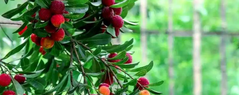 怎么防治杨梅上面的果蝇，果实成熟期可使用胺氯菊酯熏烟剂