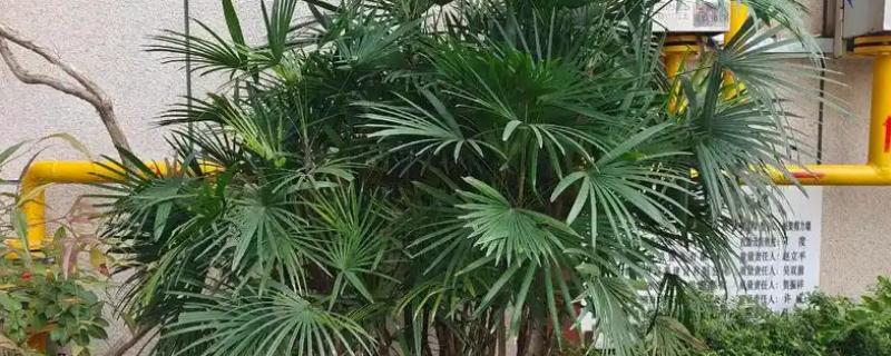 怎么养棕榈树盆栽，选择排水性良好的沙质壤土养