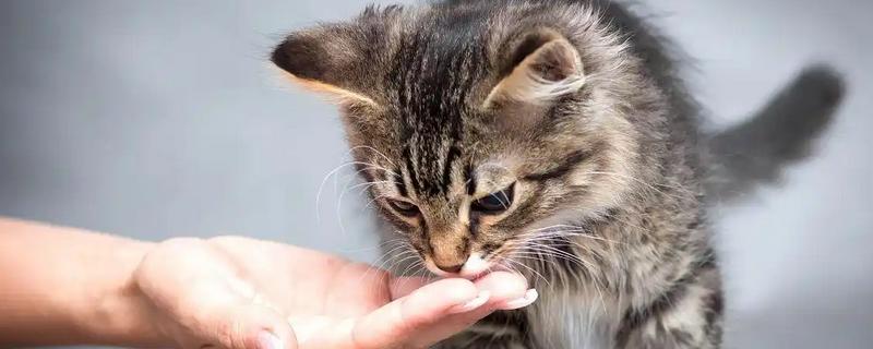 猫拉屎为什么干，可能是饮水量不足所致