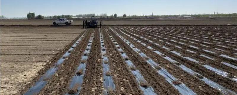 有哪些农用塑料薄膜，常见的有轻薄型薄膜、多用途薄膜等