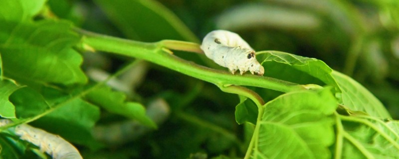 秋蚕怎么养殖，每隔12-15天养一批