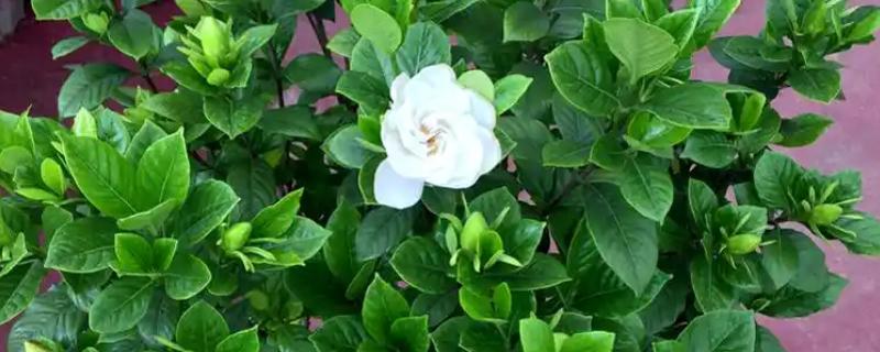 栀子花的花苞为何发黄掉落，缺光时无法生成足够的养分供花苞生长发育