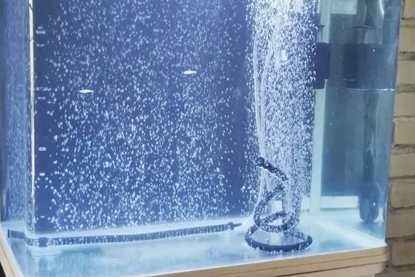 鱼缸能不能一直打氧，一直打氧有利有弊