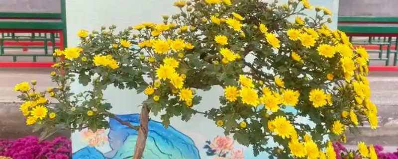 菊花的耐寒能力，在-5℃的环境中也能正常生长