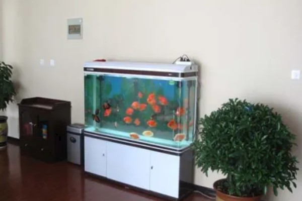 鱼缸能不能一直打氧，一直打氧有利有弊