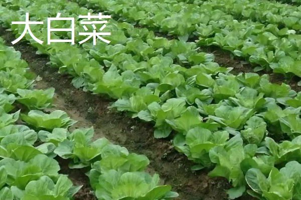 八月份可以种什么菜,推荐大白菜、茄子等