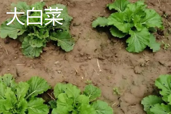 八月份可以种什么菜,推荐大白菜、茄子等