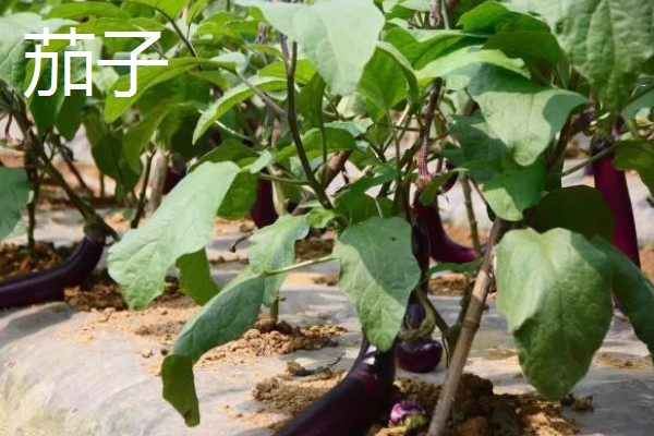 八月份可以种什么菜,推荐大白菜、茄子等