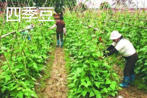 八月份可以种什么菜,推荐大白菜、茄子等