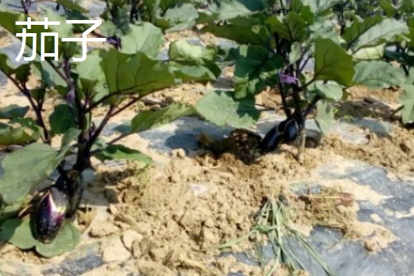 八月份可以种什么菜,推荐大白菜、茄子等