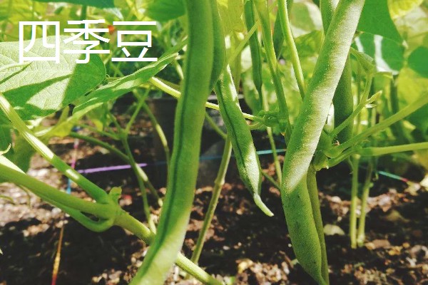 八月份可以种什么菜,推荐大白菜、茄子等