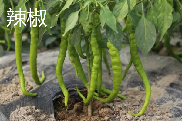 八月份可以种什么菜,推荐大白菜、茄子等