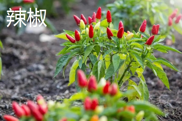 八月份可以种什么菜,推荐大白菜、茄子等