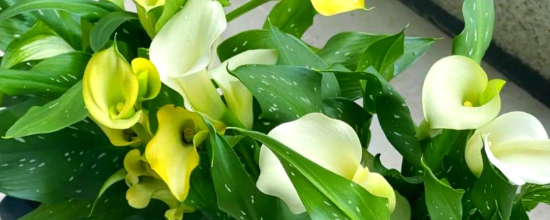 马蹄莲的养殖方法，平时每隔2-3天浇一次水